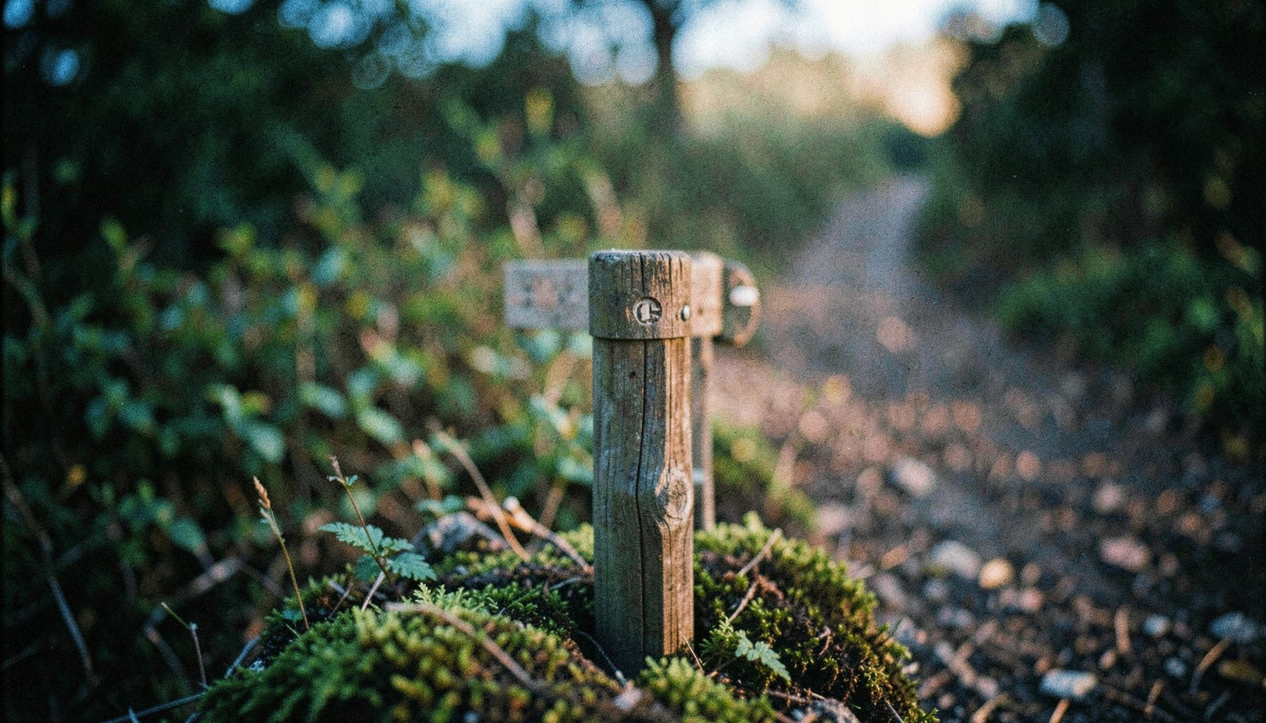 Primer plano de una señal direccional de madera en un sendero natural, con musgo en la base y vegetación verde difuminada al fondo