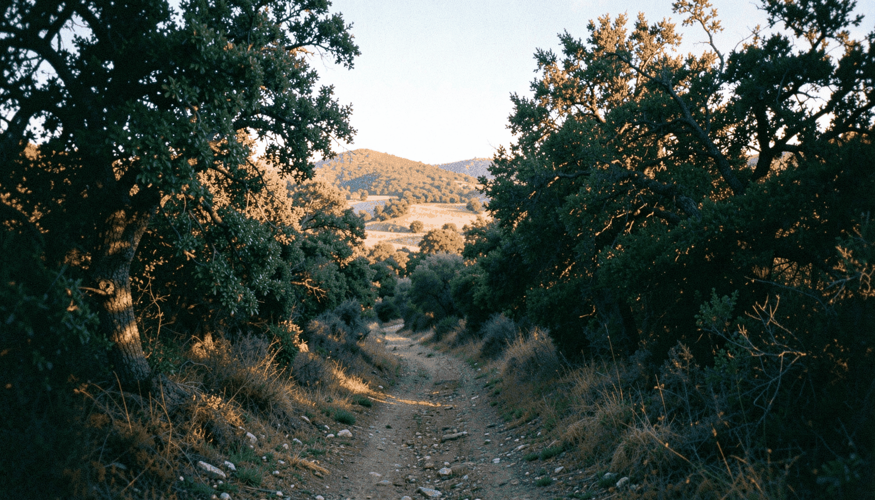 Sendero de tierra que serpentea entre encinas y alcornoques bajo una luz dorada de atardecer, relieve suave, fotografía analógica