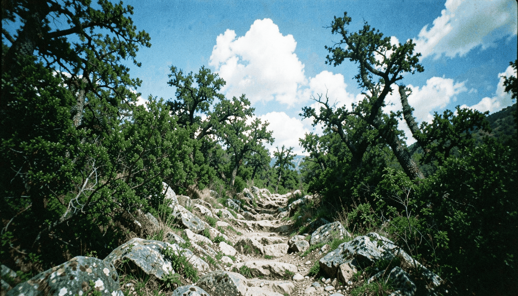 Camino pedregoso ascendiendo entre jaras y robles melojos en la Sierra de Montánchez, cielo azul claro, fotografía analógica