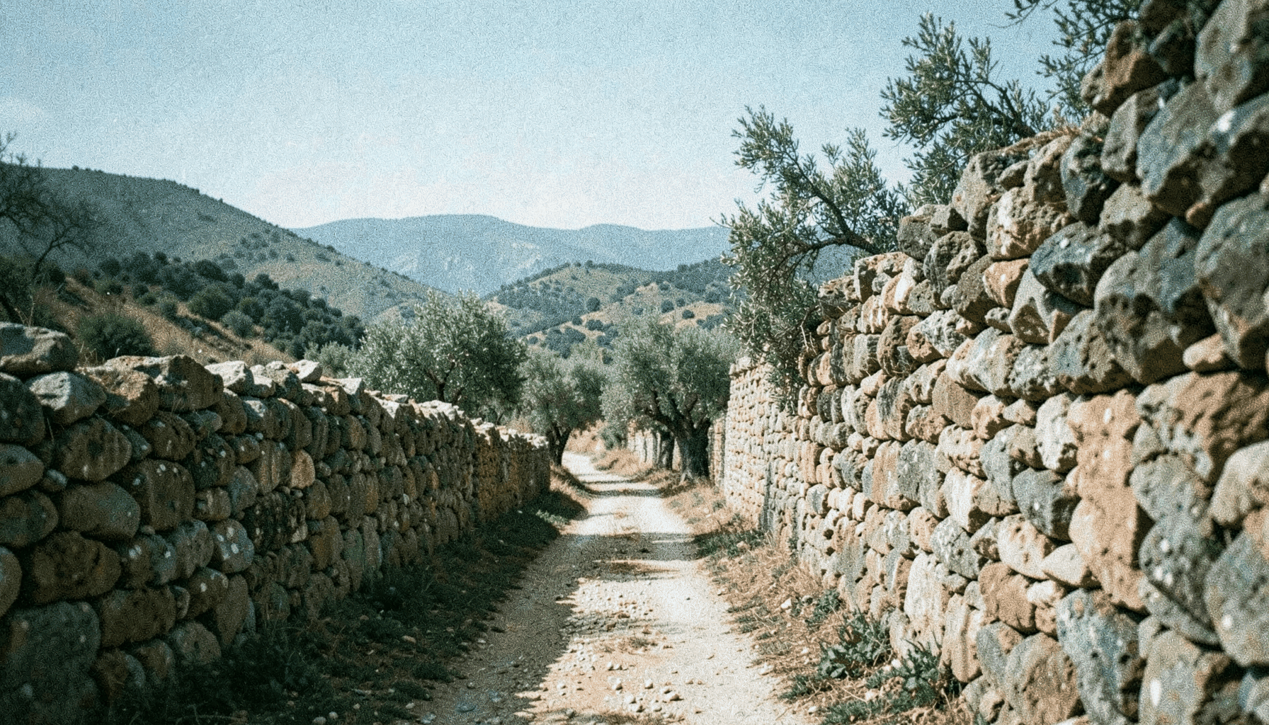 Camino rural entre muros de piedra seca y olivares en la provincia de Cáceres, con el horizonte recortado por suaves colinas