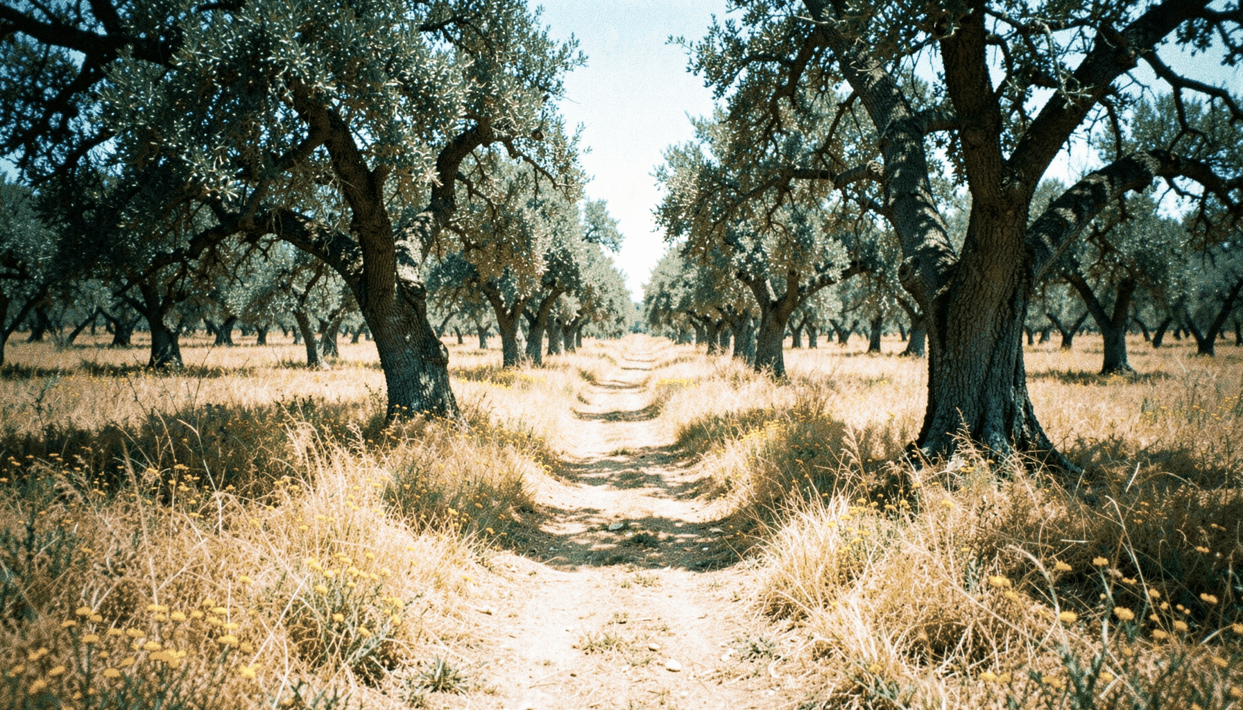 Sendero señalizado entre dehesas de encinas centenarias, suelo cubierto de hierba seca y flores silvestres, fotografía analógica