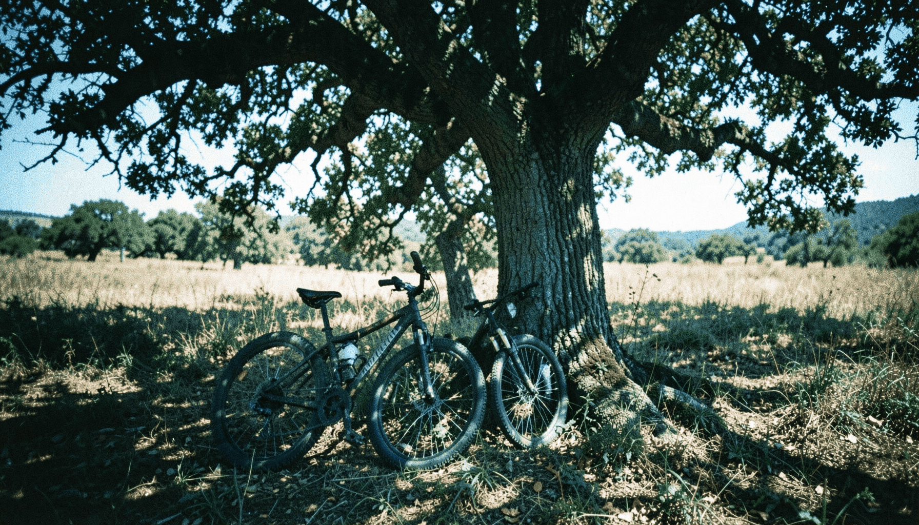 Fotografía analógica granulada de una bicicleta de montaña apoyada junto a un alcornoque centenario en la dehesa extremeña, tonos ocres y verdes