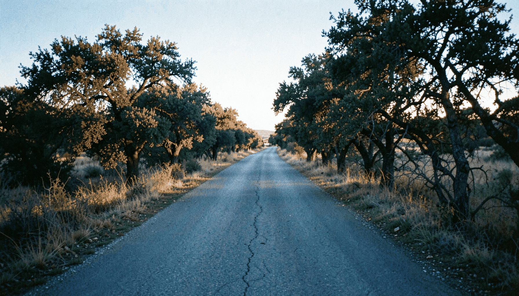 Carretera rural bordeada de encinas y alcornoques en la dehesa extremeña, con luz cálida de atardecer